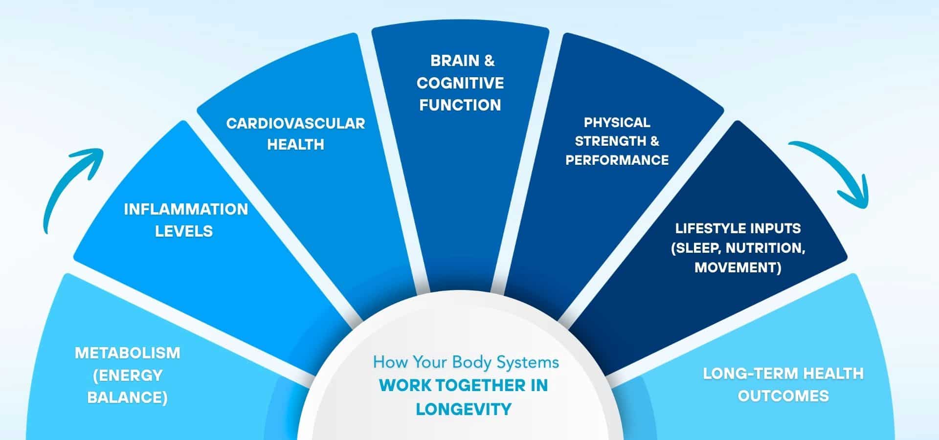 Diagram showing how body systems work together for longevity, including metabolism, inflammation, cardiovascular health, brain function, physical performance, lifestyle, and long-term health outcomes