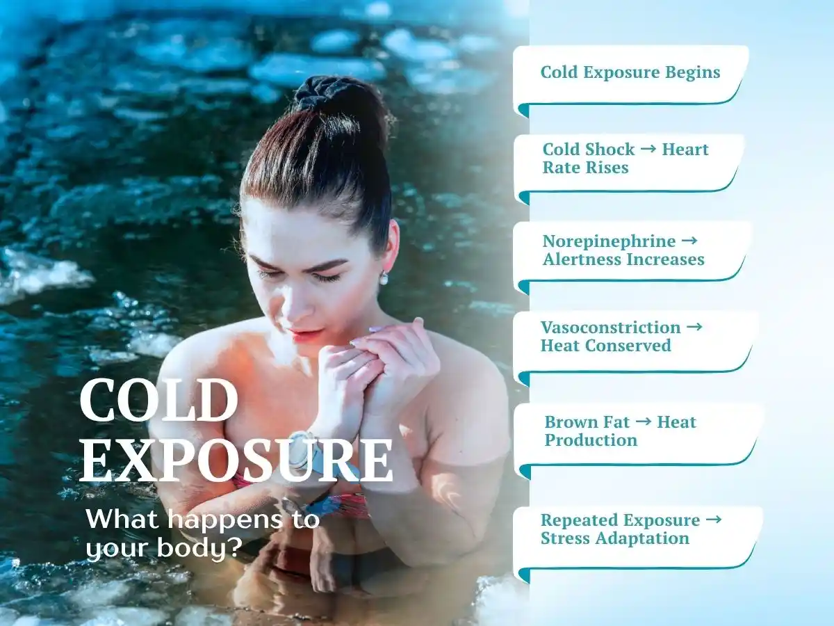 Cold exposure infographic showing how the body responds to cold water immersion.