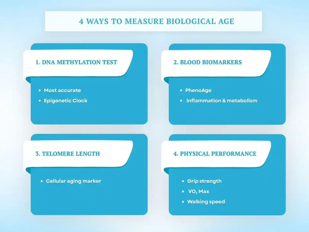 Infographic showing four ways to measure biological age: DNA methylation testing, blood biomarkers, telomere length, and physical performance.