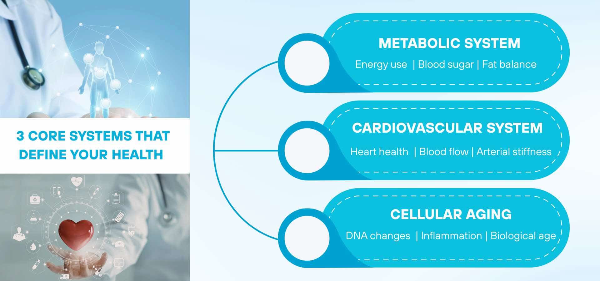 Diagramm, das drei zentrale Gesundheitssysteme zeigt: das metabolische System, das kardiovaskuläre System und die zelluläre Alterung, mit Schlüsselfaktoren wie Energieverbrauch, Herzgesundheit und DNA-Veränderungen.