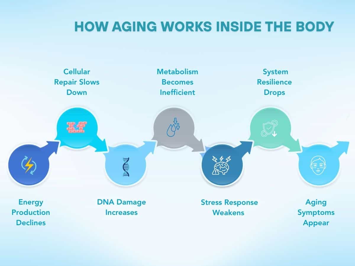 Infographic showing how aging works in the body, including declining energy production, DNA damage, slower cell repair, inefficient metabolism, weaker stress response, reduced resilience, and visible aging symptoms