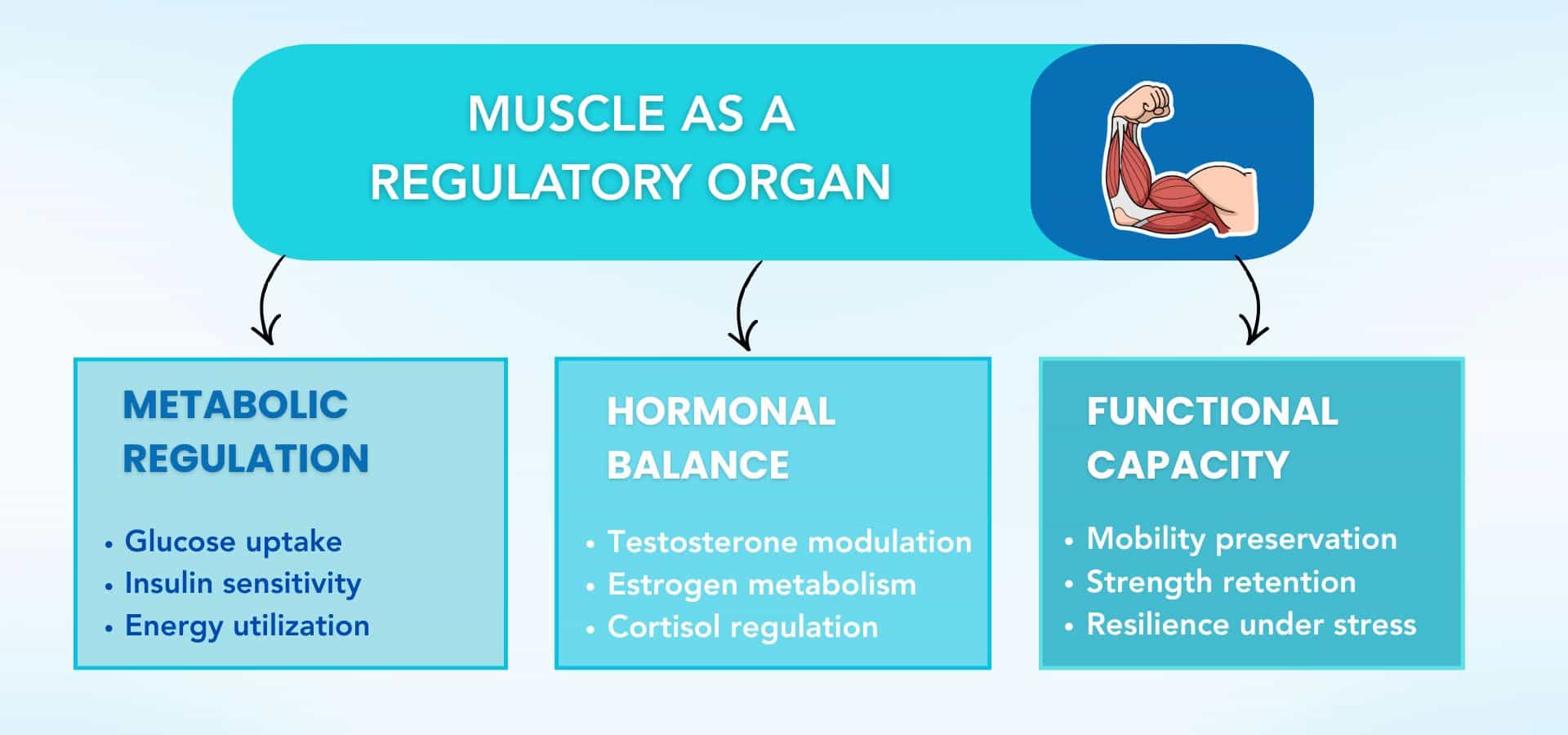 Infographic titled “Muscle as a Regulatory Organ” showing three roles: metabolic regulation (glucose uptake, insulin sensitivity), hormonal balance (testosterone, estrogen, cortisol regulation), and functional capacity (mobility, strength, resilience).
