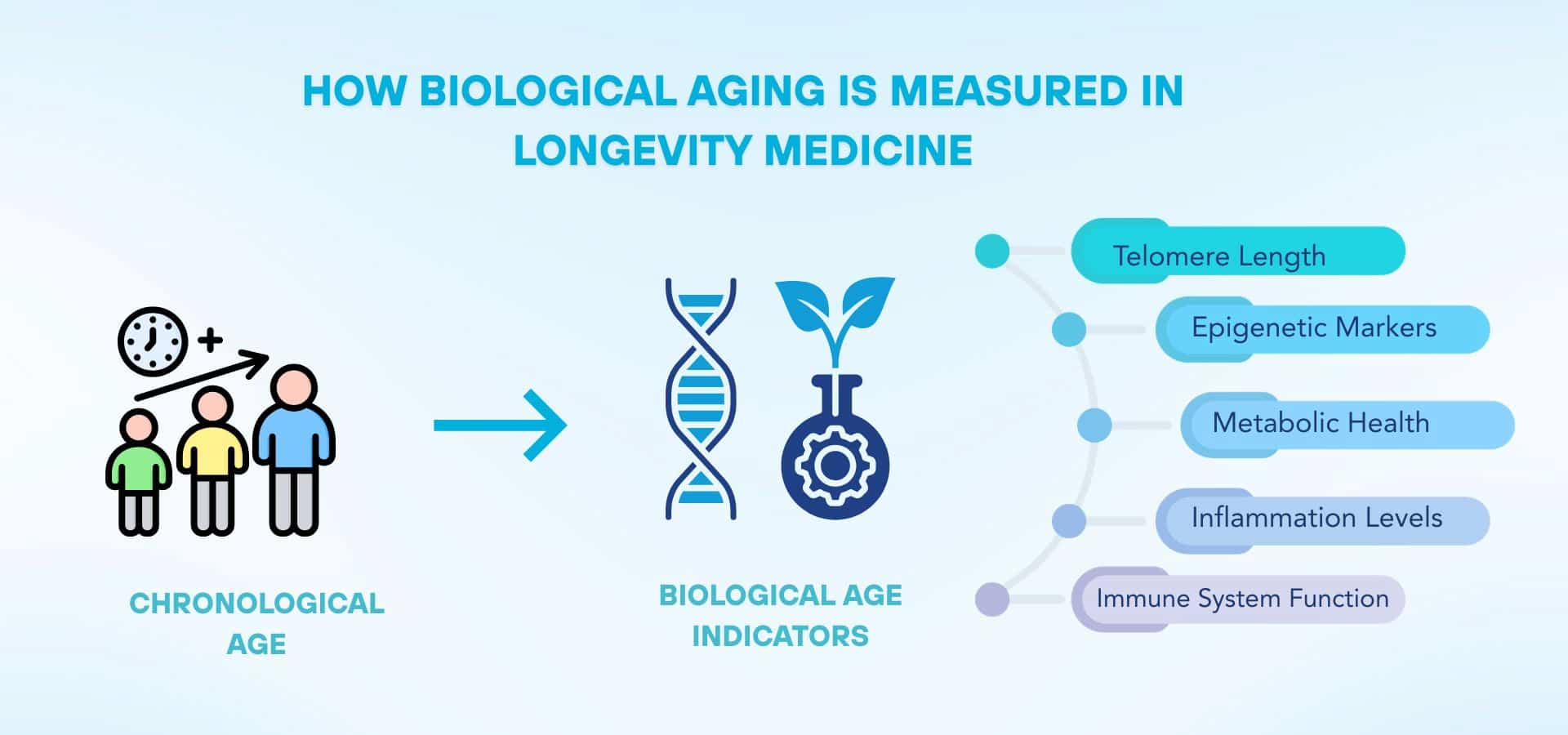 Infographic explaining how biological aging is measured in longevity medicine, showing the shift from chronological age to biological age indicators such as telomere length, epigenetic markers, metabolic health, inflammation levels, and immune system function.