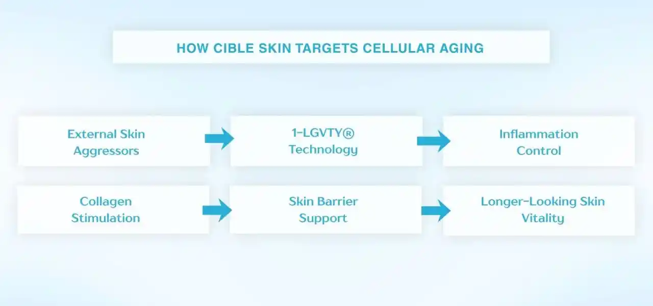 A flowchart explaining how CIBLE Skin targets cellular aging, showing the pathway from external skin aggressors through 1-LGVTY® technology, inflammation control, collagen stimulation, skin barrier support, and improved skin vitality.