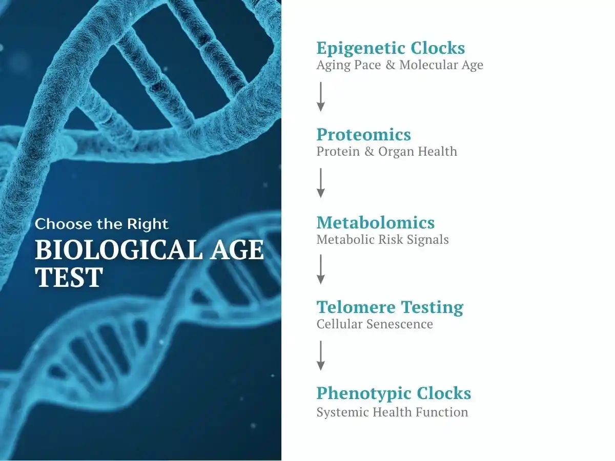 Biological age testing infographic featuring epigenetic clocks, proteomics, metabolomics, telomere testing, and phenotypic clocks.