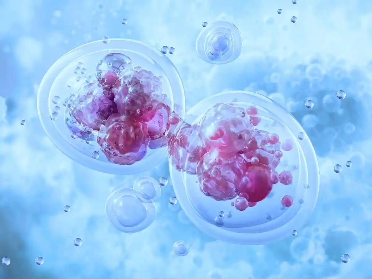 Microscopic illustration of dividing cells surrounded by smaller cells.